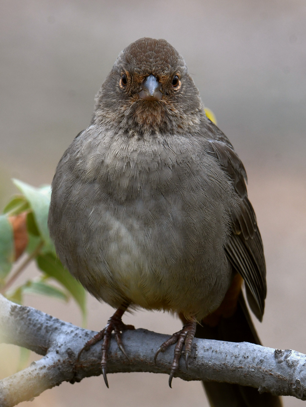 Towhee6.jpg
