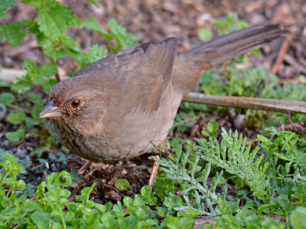 Towhee7.jpg