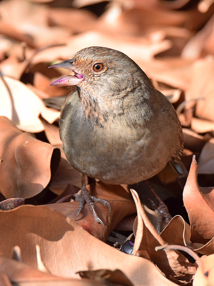 Towhee7.jpg