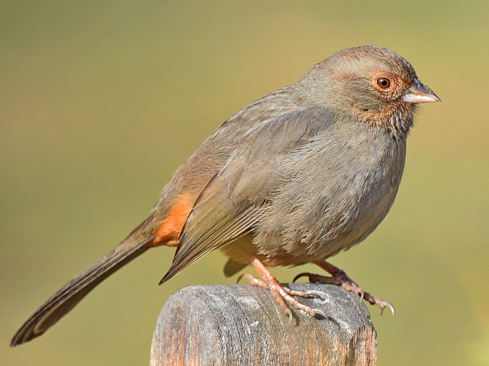 Towhee7.jpg