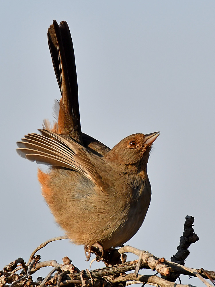 Towhee7.jpg