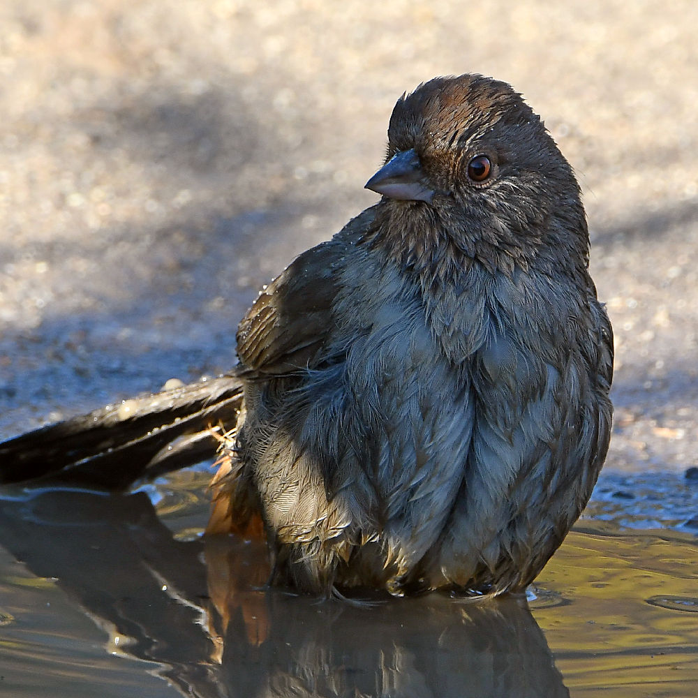 Towhee7.jpg