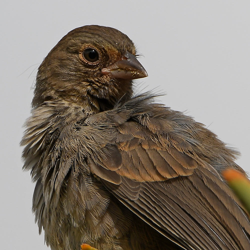 Towhee7.jpg