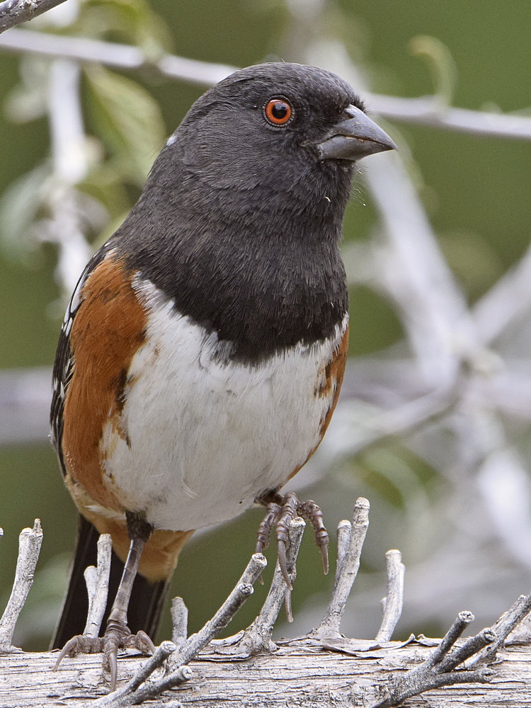 Towhee7.jpg