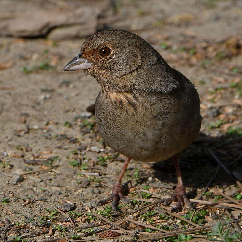 Towhee7.jpg