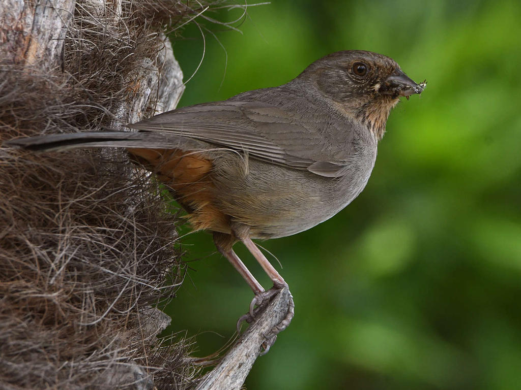 Towhee7.jpg