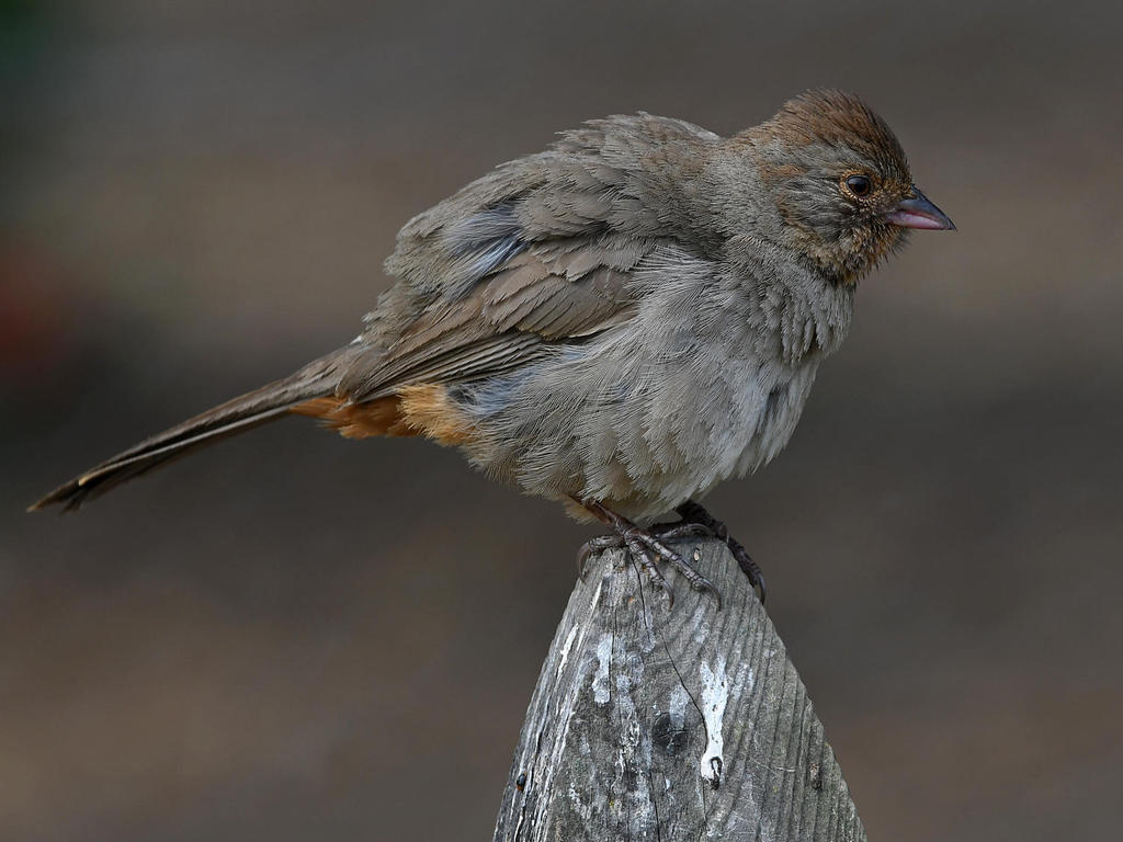 Towhee7.jpg