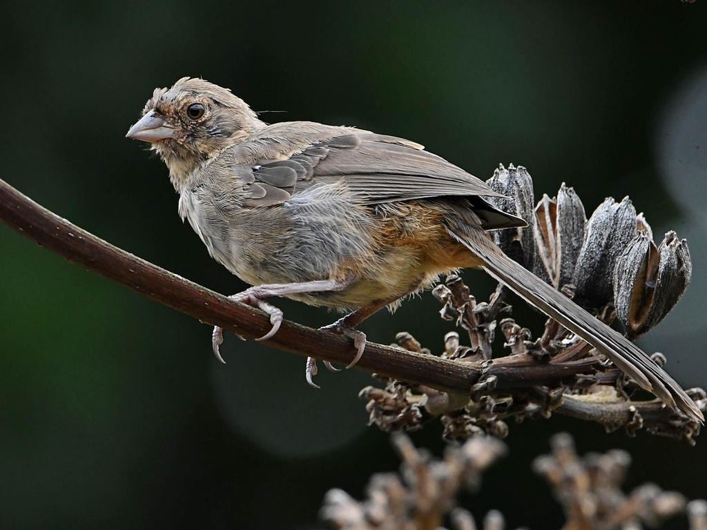 Towhee7.jpg