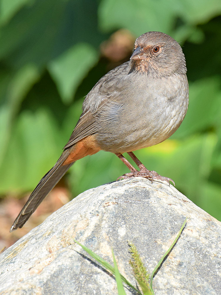 Towhee8.jpg