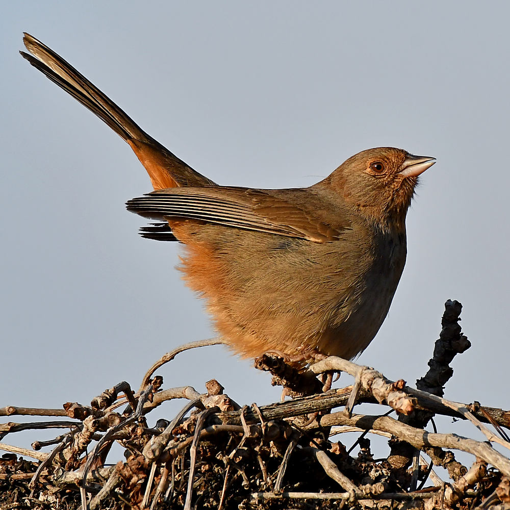 Towhee8.jpg