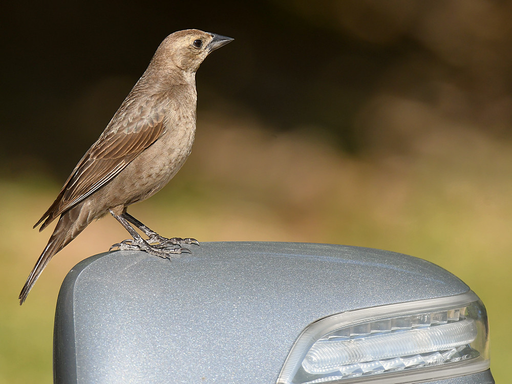 Towhee8.jpg