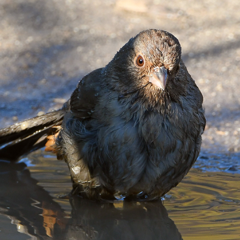 Towhee8.jpg