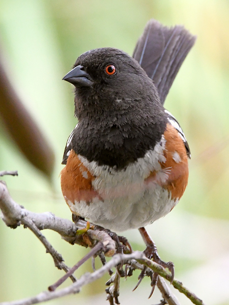 Towhee8.jpg