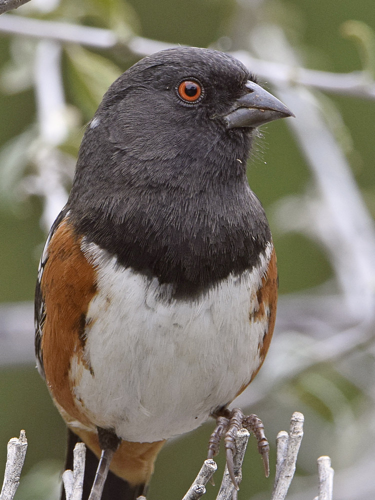 Towhee8.jpg