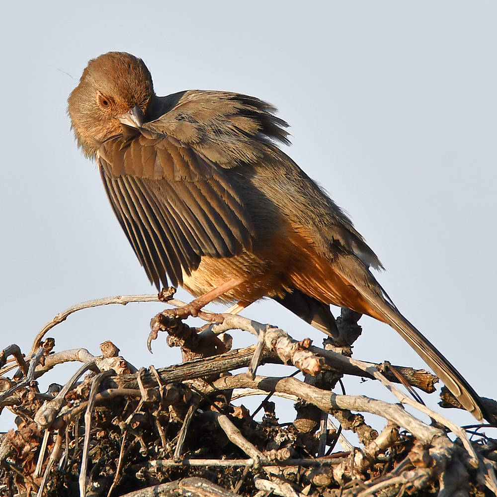 Towhee9.jpg
