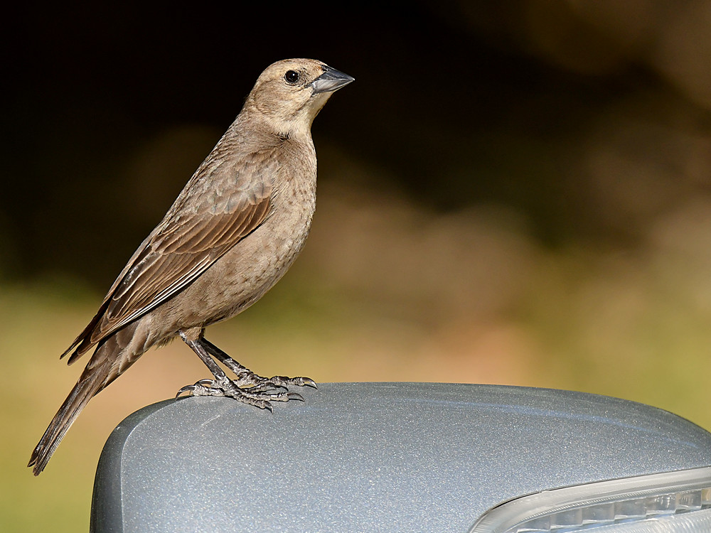 Towhee9.jpg