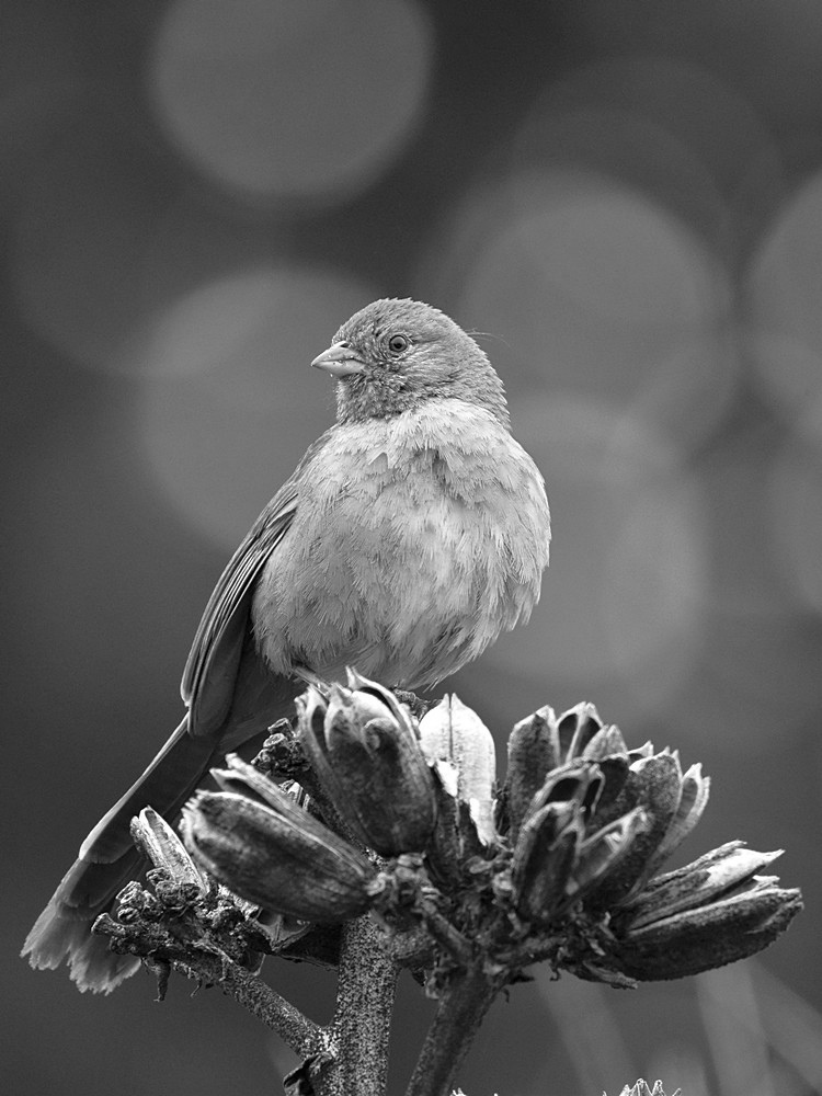 TowheeBW.jpg