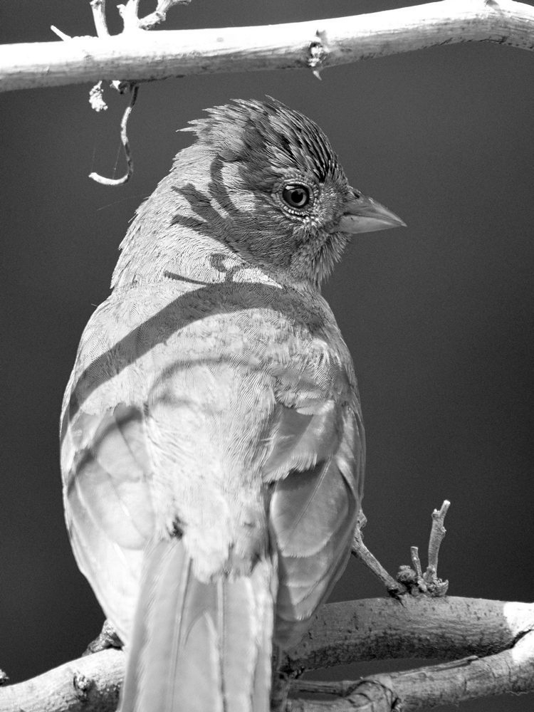 TowheeBW.jpg
