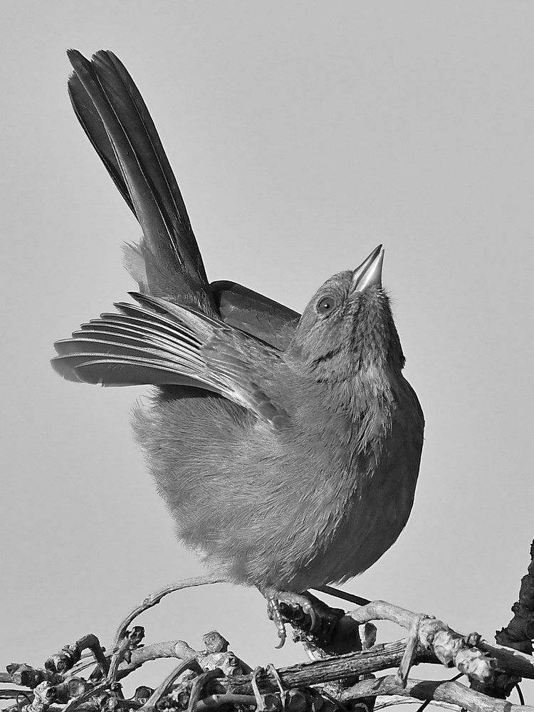 TowheeBW.jpg