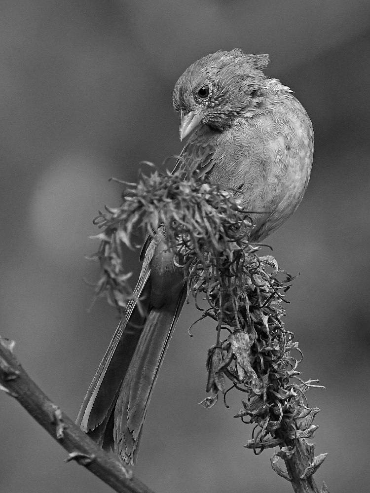TowheeBW.jpg