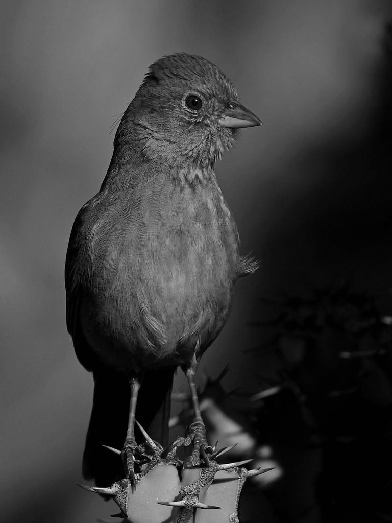 TowheeBW.jpg