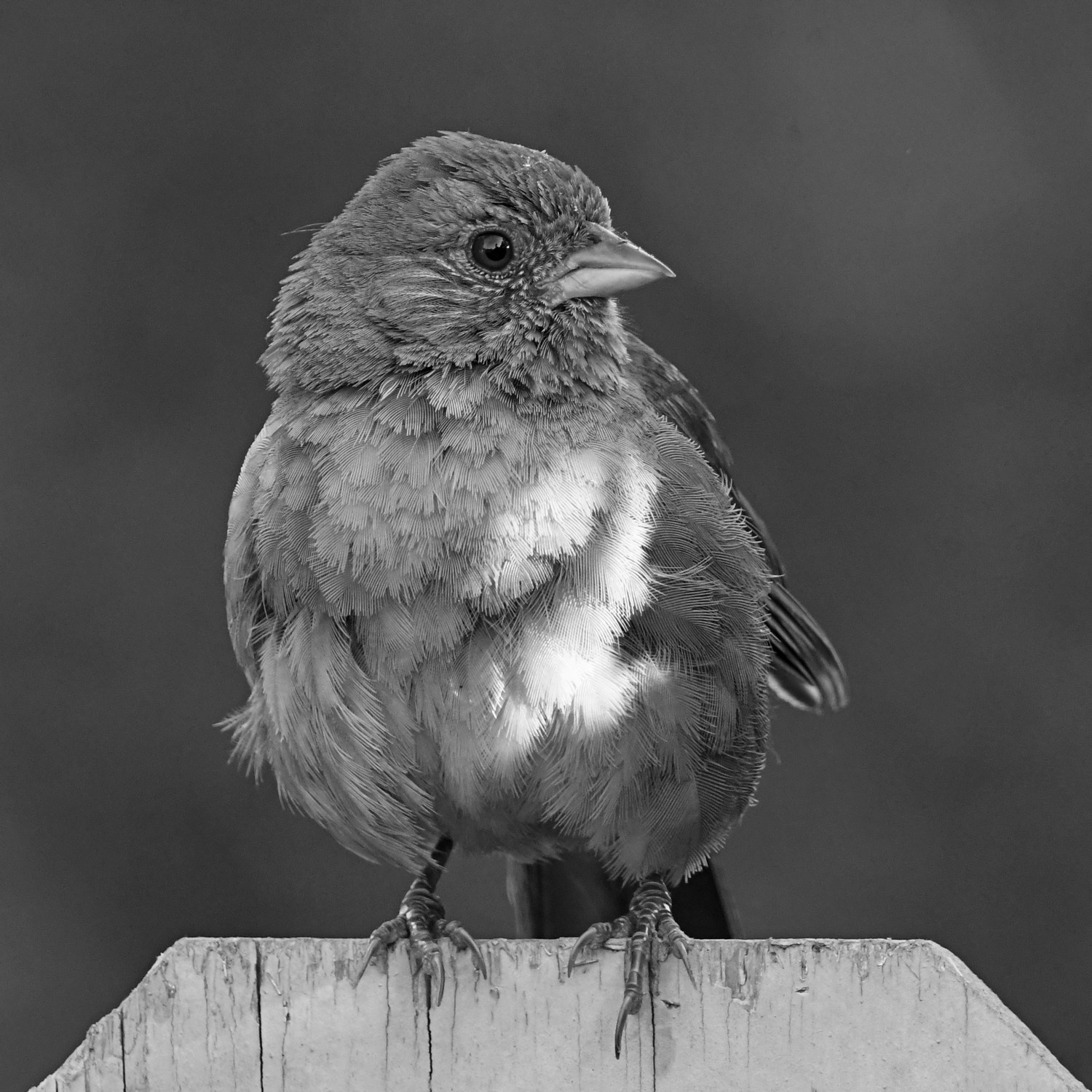 TowheeBW.jpg
