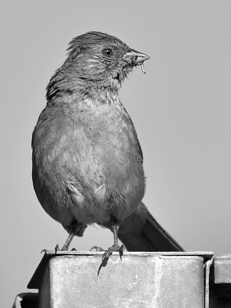 TowheeBW2.jpg