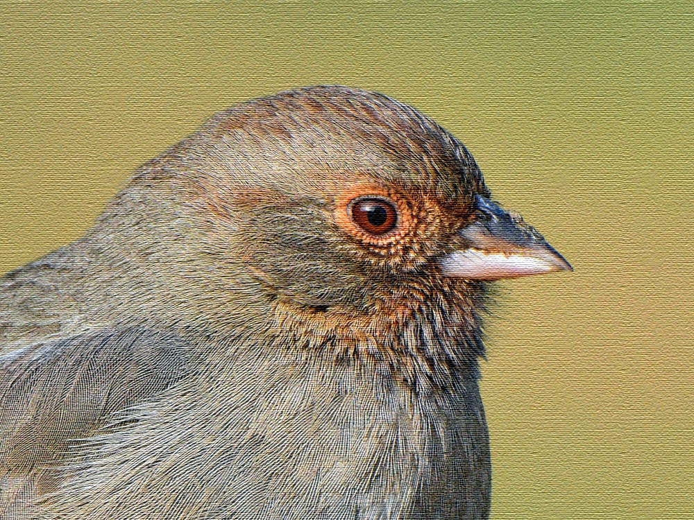 TowheeCanvas.jpg