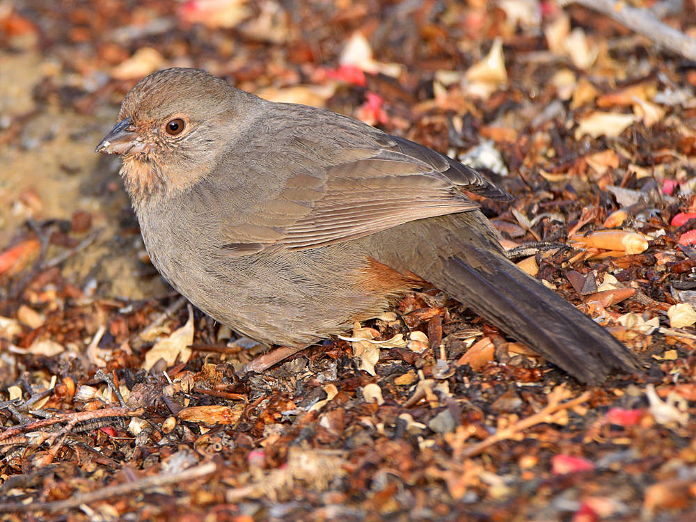 Towhees.jpg