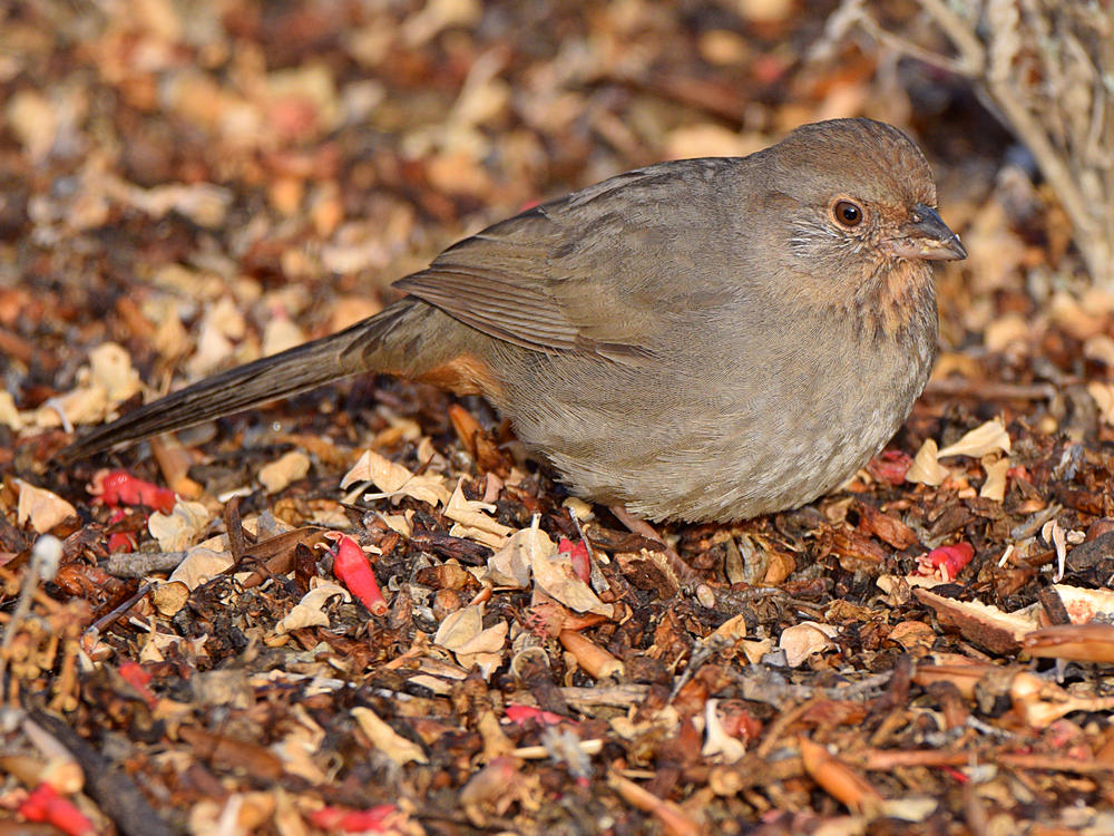 Towhees4.jpg