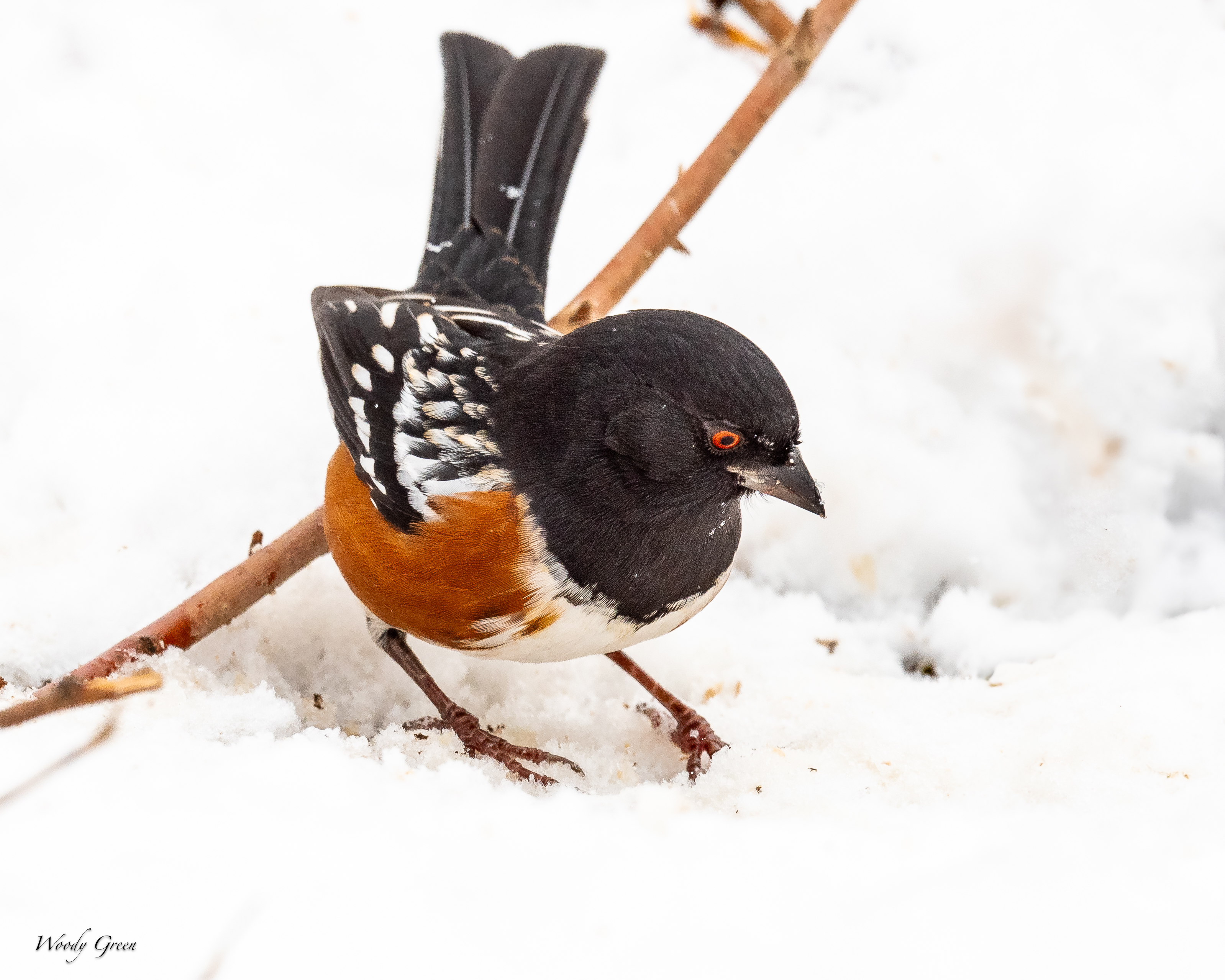 TowheeSnow-142.jpg