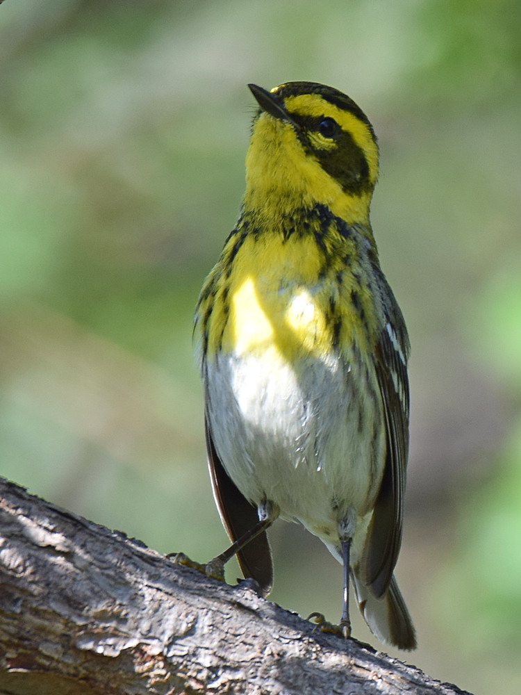 TownsendsWarbler.jpg