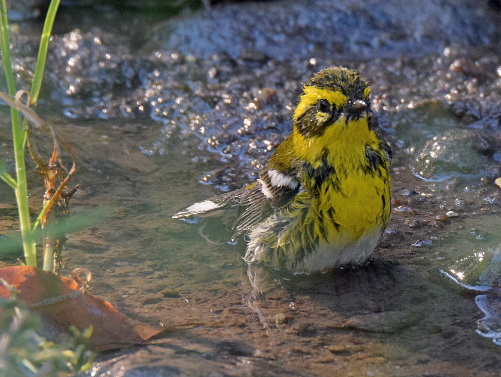 TownsendsWarbler.jpg