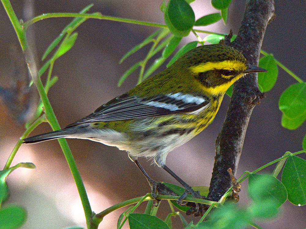 TownsendsWarbler.jpg