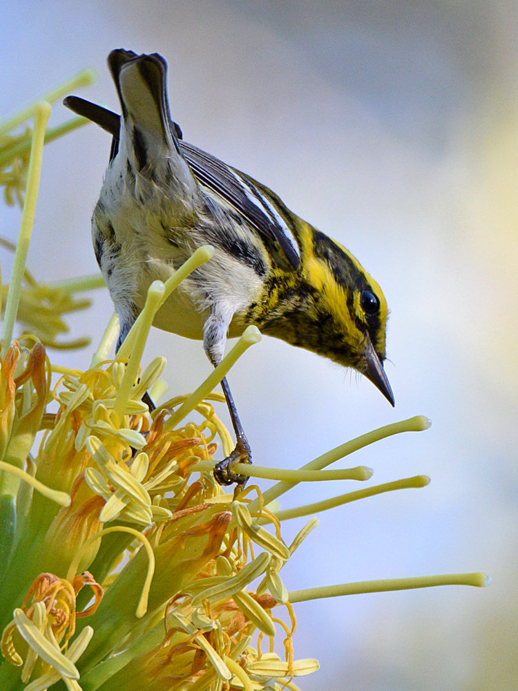 TownsendsWarbler.jpg
