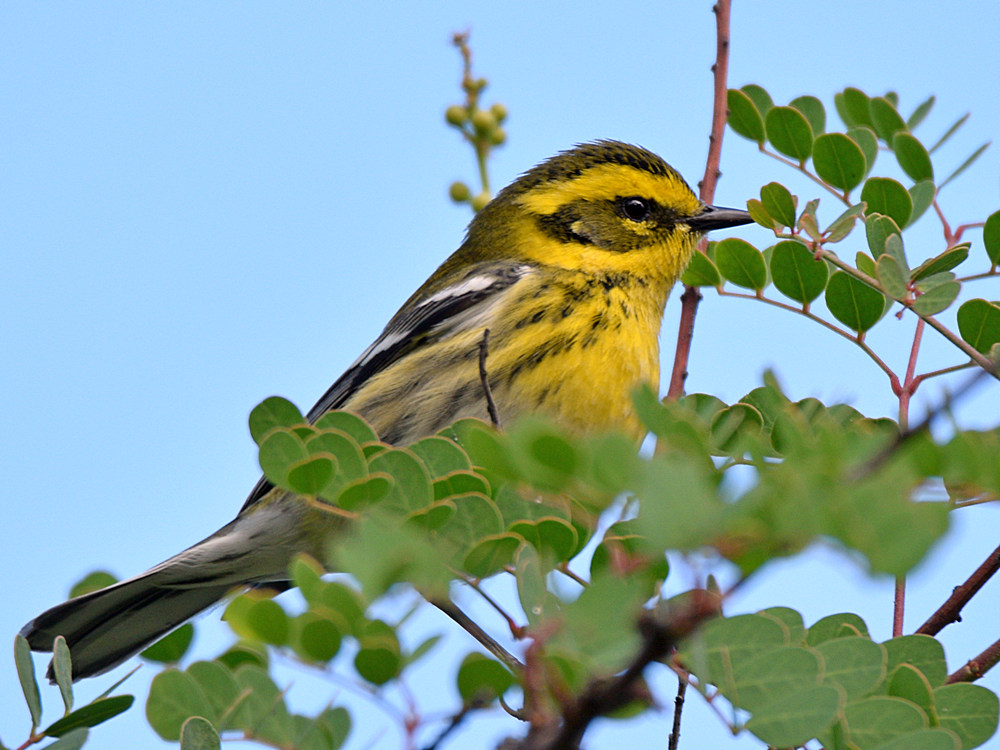 TownsendsWarbler.jpg