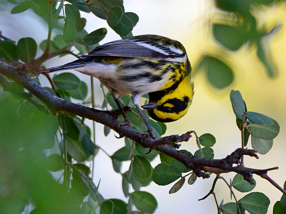 TownsendsWarbler.jpg