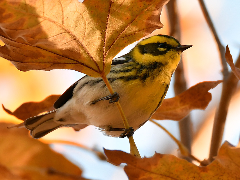 TownsendsWarbler.jpg