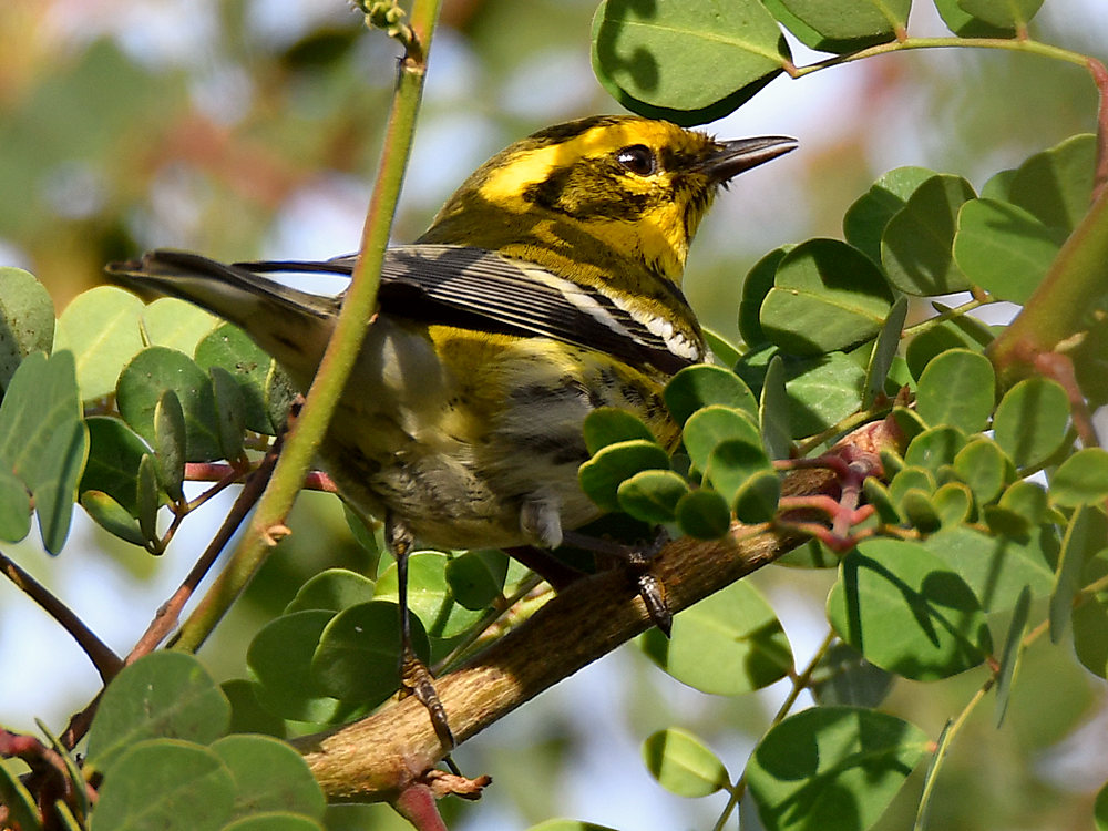 TownsendsWarbler.jpg