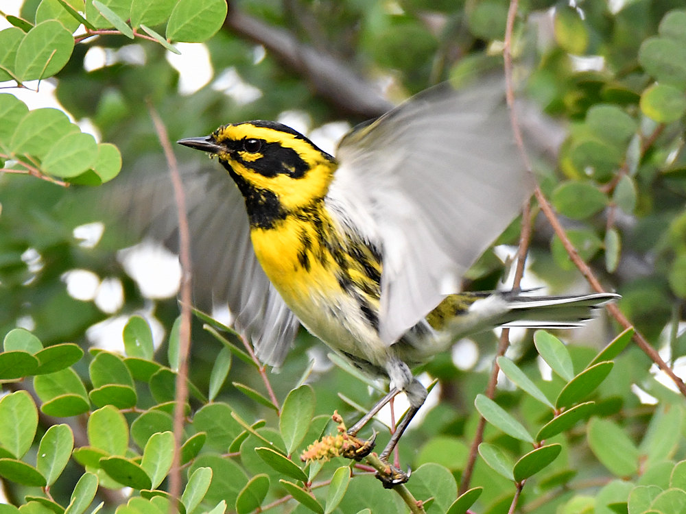 TownsendsWarbler.jpg