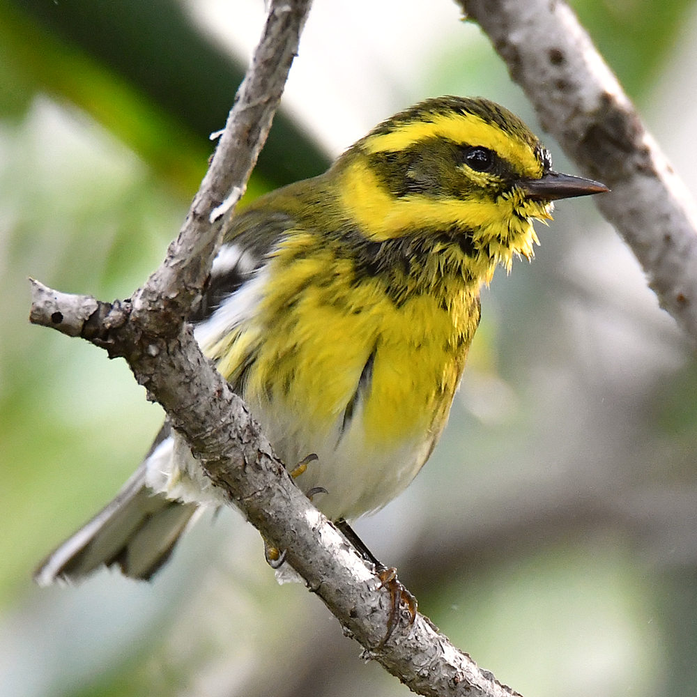 TownsendsWarbler10.jpg