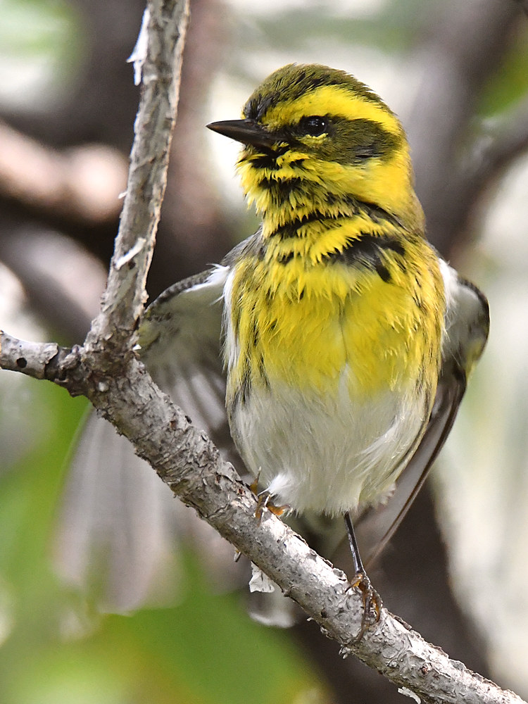TownsendsWarbler11.jpg