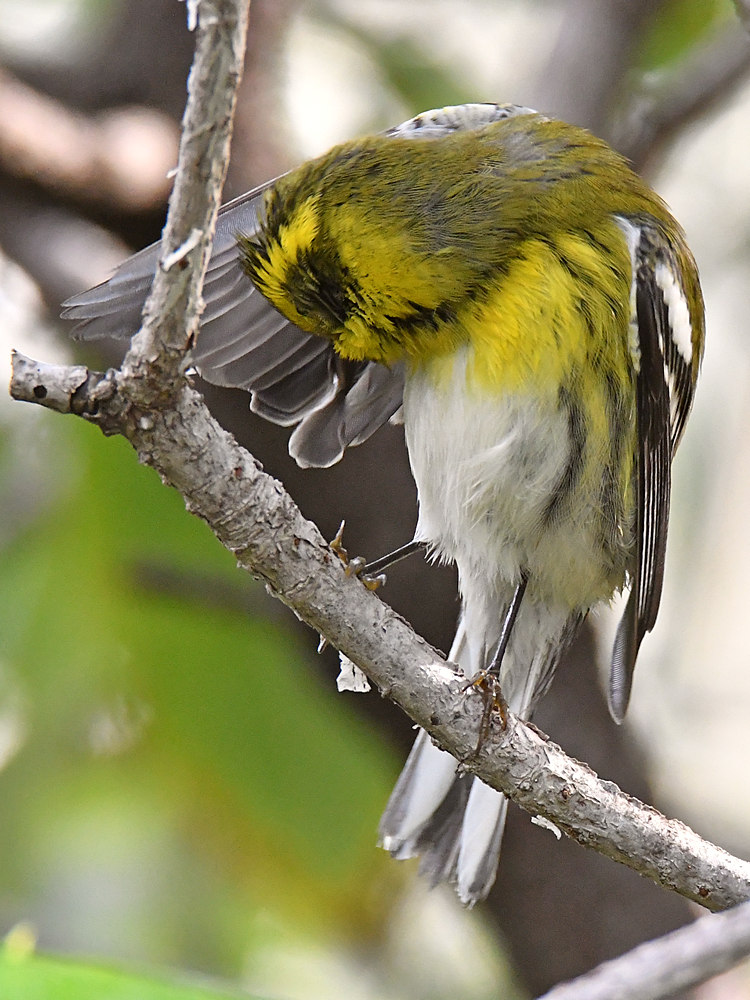 TownsendsWarbler12.jpg