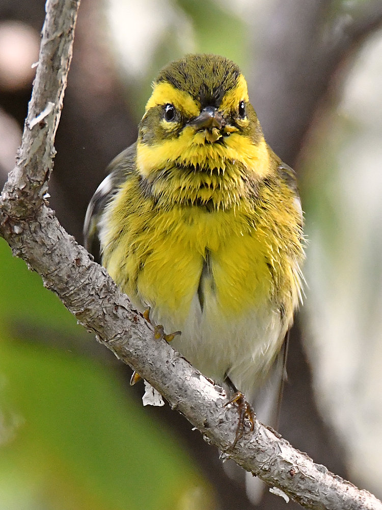 TownsendsWarbler13.jpg