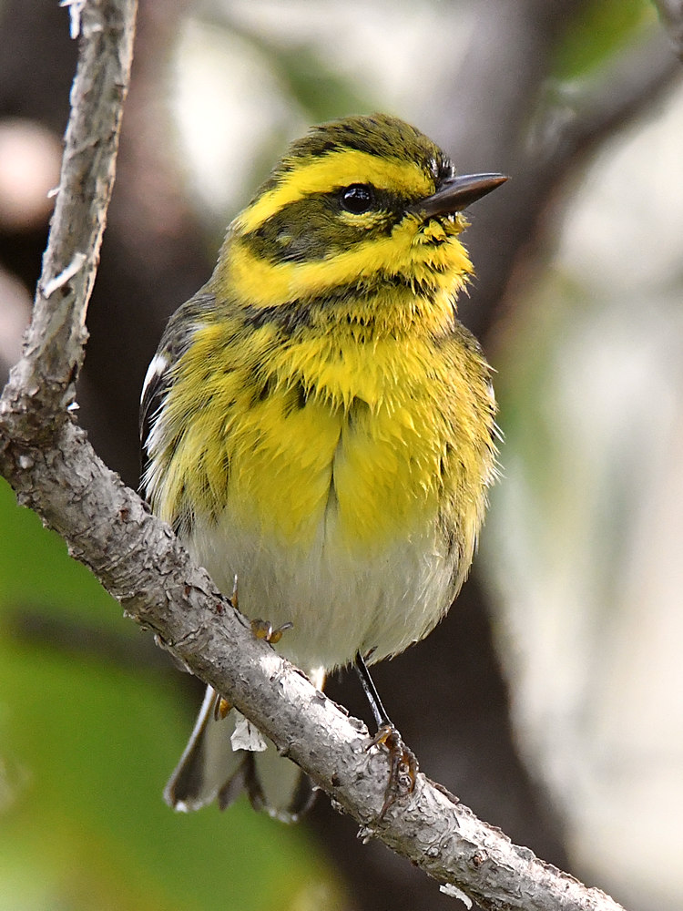 TownsendsWarbler15.jpg