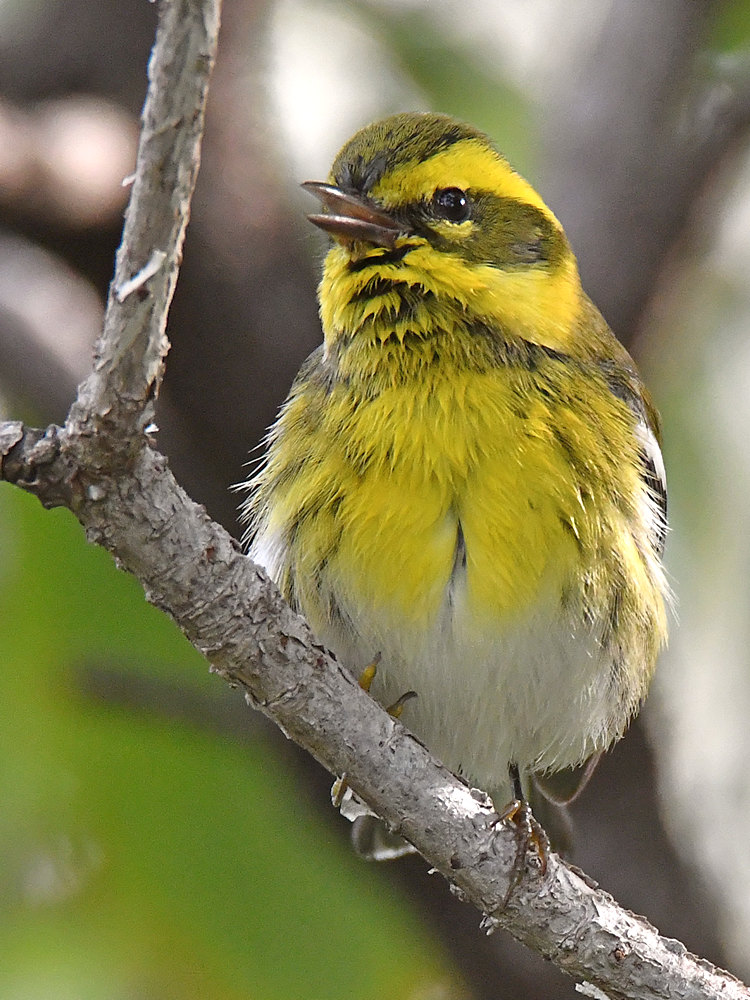 TownsendsWarbler16.jpg