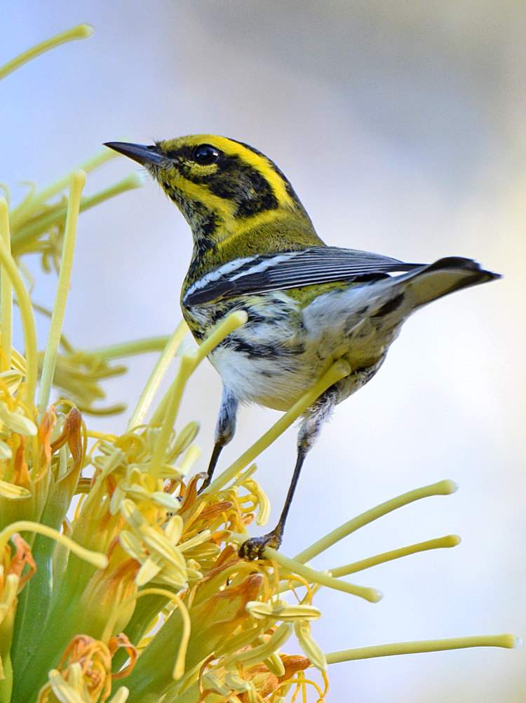 TownsendsWarbler2.jpg