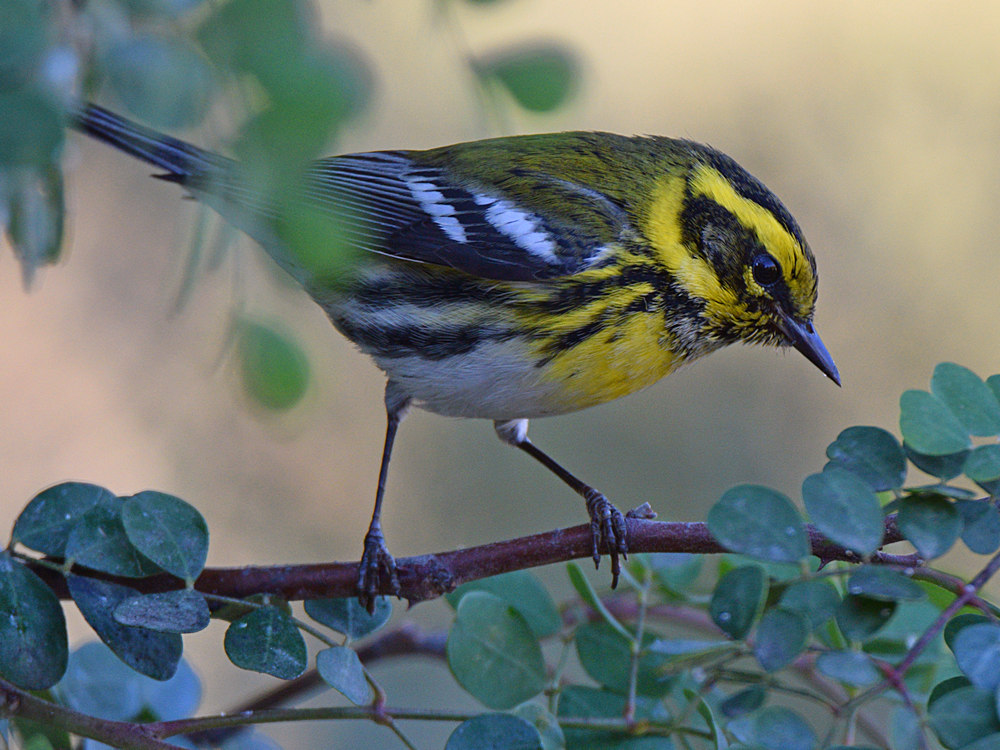 TownsendsWarbler2.jpg