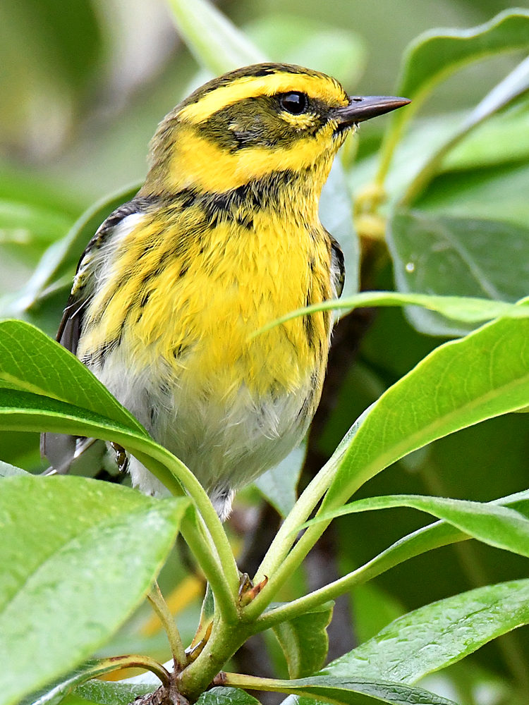 TownsendsWarbler2.jpg