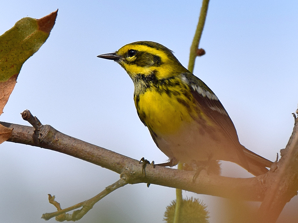 TownsendsWarbler3.jpg
